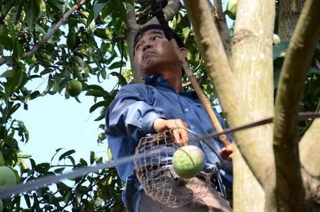 Giữa trưa nắng, ông Trong vắt vẻo trên cành, hái từng quả xoài bóng mướt chuyền xuống cho vợ.