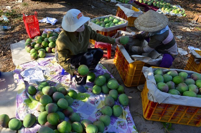 Xoài được xếp theo từng lớp để tránh bị hư hỏng khi vận chuyển.