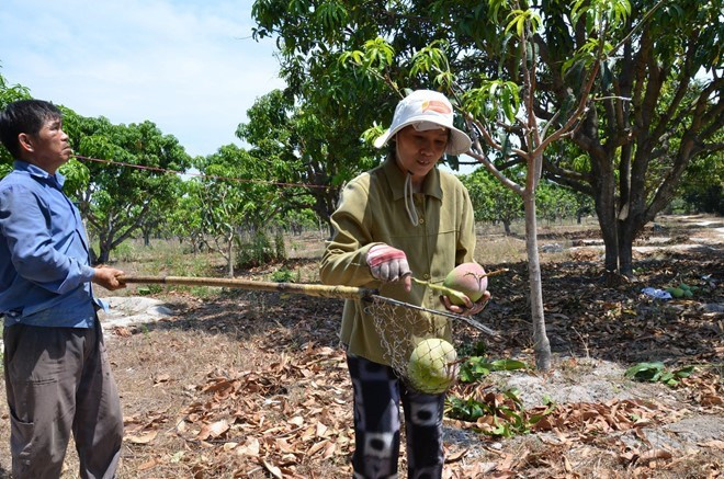 Ông Trong và bà Mai luôn cùng làm việc trong không khí vui vẻ, bà Mai cười rất tươi khi hái được một quả xoài to.