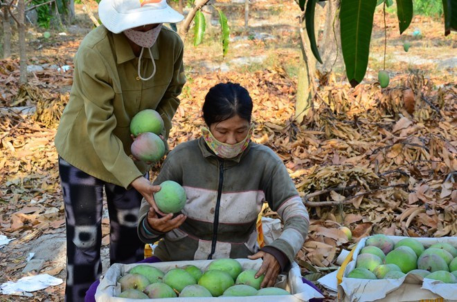 Không những mang lại thu nhập cho gia đình, vườn xoài này còn tạo việc làm cho hơn 10 lao động tại địa phương. Ông Nguyễn Dương - Chủ tịch UBND xã Cam Hải Tây cho biết, vườn xoài của ông Ngô Trong có diện tích lớn nhất xã, ông Trong là một nông dân năng động, dám nghĩ, dám làm.