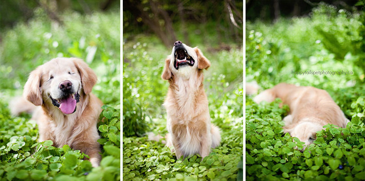 Dù không thể nhìn, thường xuyên đâm vào chướng ngại vật nhưng Smiley vẫn rất tinh nghịch, hiếu động. Chú chó được khâu mí mắt lại để tránh đau, nhiễm trùng, luôn nghe và đánh hơi khá tốt.