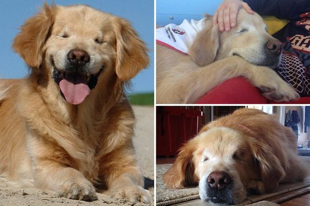 Theo lời chủ nhân Joanne George, một nhà huấn luyện chó chuyên nghiệp, anh đã cứu Smiley từ một ngôi nhà kho cũ kĩ, đổ nát, chú chó bị vứt bỏ vì từ khi sinh ra đã không có mắt.