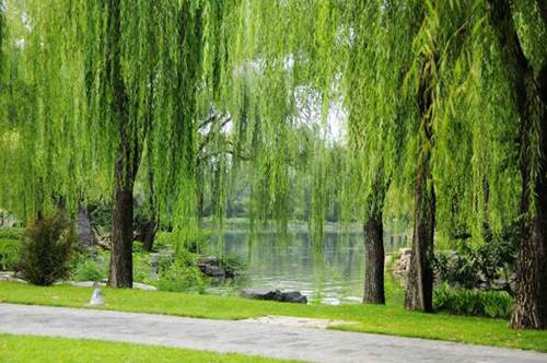 Cây liễu: Từ lâu nay cây liễu vẫn là một loại cây mà nhiều nhà tránh trồng. Từ “liễu” khi đọc lên gần giống giọng điệu của từ “lưu”, nghĩa là đổ đi, chảy đi. Trồng cây liễu trong nhà, tiền bạc tài sản của gia chủ cẩn thận bị "trôi hết đi". Ngoài ra, cây liễu còn được coi là loại cây mang nhiều âm khí nặng, dễ dụ tà khí, ma quỷ đến nhà.