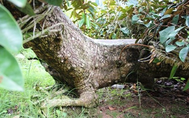 Ông Nguyễn Văn Nhiên ở Bến Tre đang sở hữu cây vú sữa cổ thụ hình “Tứ linh” (long, lân, quy, phụng) độc đáo, được định giá hàng trăm triệu đồng.