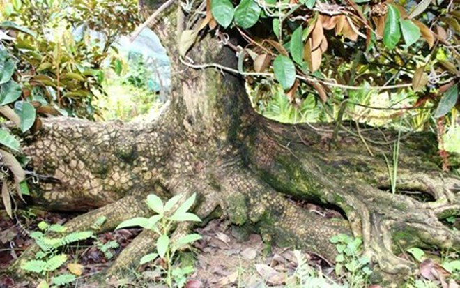 Bộ rễ cũng được tạo dáng tỉ mỉ.