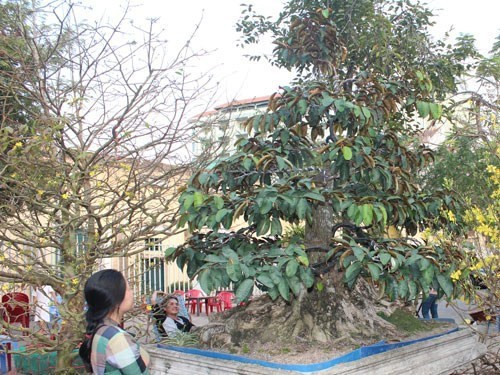 Cây vú sữa có tuổi đời hơn 30 năm ở chợ hoa Bến Ninh Kiều, Cần Thơ được coi là “quái kiệt” bởi thân cây cao chừng 2 m nhưng có gốc rất lớn, choán gần hết chậu xi măng.