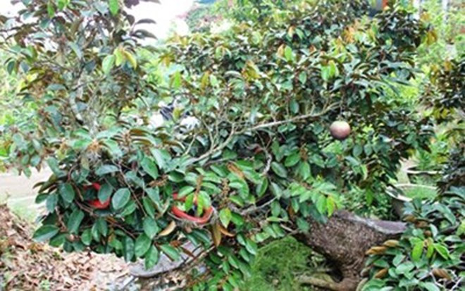 Mặt trước hình con rồng.
