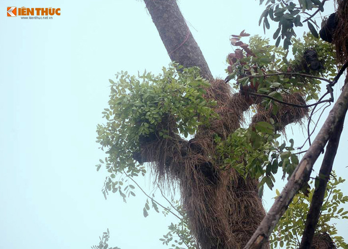 Cây đang trong đà phát triển xanh tốt.