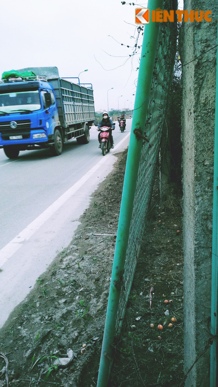Một số đoạn ở Km12 - Đại lộ Thăng Long, nhiều tấm chắn bằng lưới sắt bị cắt, phá hỏng, dựng tạm bợ sát mép đường chờ đổ vào người cùng phương tiện tham gia giao thông.
