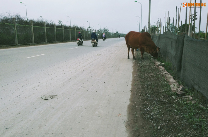 Cũng tại Km12, tình trạng người dân để gia súc tự do ăn cỏ dọc hai bên đường diễn ra rất phổ biến.