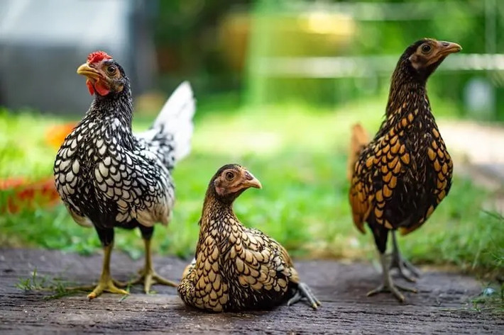 Gà vảy cá rất dễ nuôi, dễ thích nghi với điều kiện khí hậu của Việt Nam.