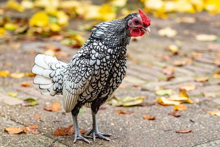 Gà vảy cá hay gà Sebright là một giống gà quý hiếm có nguồn gốc từ nước Anh. Loài gà này, xuất hiện ở Việt Nam khoảng vài chục năm nay.