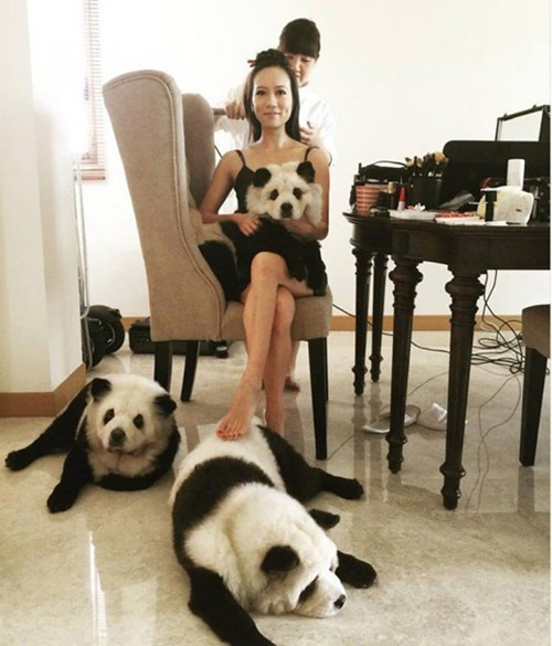 Bà chủ xinh đẹp còn khẳng định, những chú chó gấu trúc của cô luôn được nuôi ở môi trường tốt nhất về nhiệt độ và chế độ dinh dưỡng.