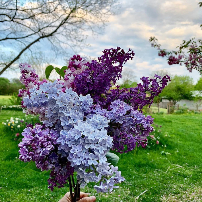 Tử đinh hương có tên tiếng Anh là Lilac, tên khoa học của nó là Syringa Vulgaris, là thực vật cây bụi thuộc họ Ô liu (Oleaceae).