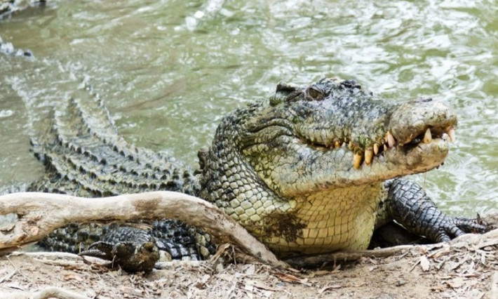 Cá sấu nước mặn (Crocodylus porosus) được tìm thấy trong môi trường sống nước mặn, vùng đất ngập nước và các con sông trải dài từ bờ biển phía đông Ấn Độ, khắp Đông Nam Á và xuống bờ biển phía bắc Australia, Ảnh: Diana Lynne.