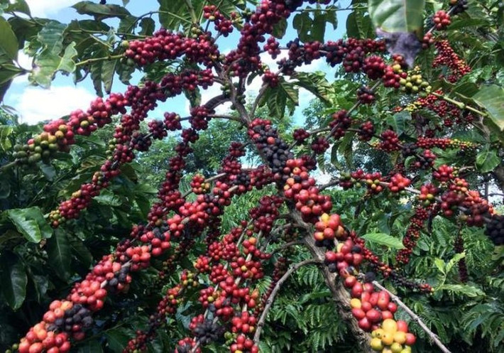 Chim Jacu đã phá hoại nghiêm trọng đồn điền cà phê ở Brazil.