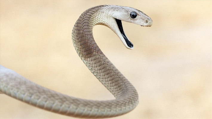 Rắn mamba đen: Loài rắn nguy hiểm nhất Châu Phi có tên khoa học Dendroaspis polylepis. Loài rắn này thực ra có màu nâu, dài trung bình khoảng 2,5m và có thể di chuyển với vận tốc 19km/h. Đến tuổi trưởng thành, nọc độc của chúng có thể tích trữ tới 20 giọt trong mỗi răng nanh. Chúng có thể giết chết một người chỉ với hai giọt nọc độc.