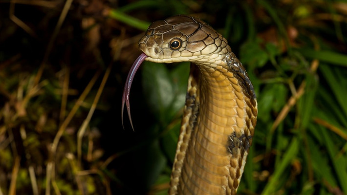 Rắn hổ mang chúa: Rắn hổ mang chúa (Ophiophagus hannah) là loài rắn độc dài nhất thế giới với kích thước lên tới 5,4m. Mỗi vết cắn của rắn hổ mang chúa có tới 7ml nọc độc và loài này có xu hướng tấn công với 3-4 vết cắn. Một vết cắn có thể giết chết người trong 15 phút và một con voi trưởng thành chỉ trong vài giờ.