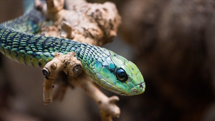 Rắn boomslang: Được gọi là rắn nanh sau, chúng có thể gấp lại nanh vào miệng khi không sử dụng. Loài rắn này có nọc độc khiến máu của nạn nhân chảy máu cả bên trong và bên ngoài. Chúng sống ở khắp Châu Phi nhưng chủ yếu sống ở Swaziland, Botswana, Namibia, Mozambique và Zimbabwe,