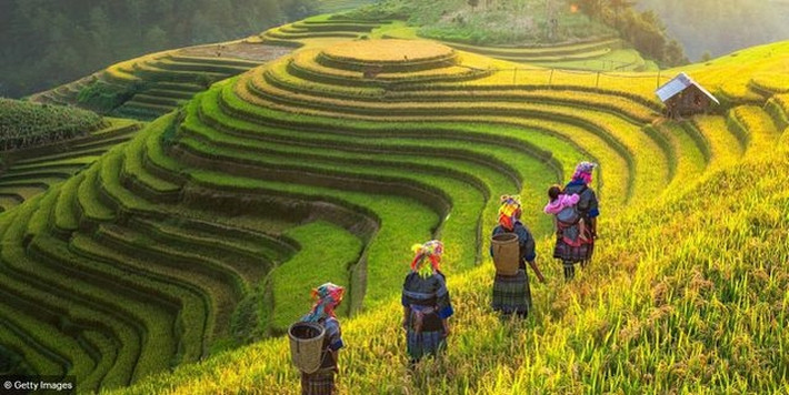 Hình ảnh bà con dân tộc địu cả trẻ em lên nương tại Mù Cang Chải, Yên Bái.