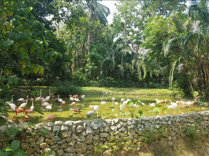 7. Vườn thú Quốc gia Negara: Vườn thú Negara được khánh thành năm 1963, hiện nay là vườn thú nổi tiếng ở Đông Nam Á, với khoảng 5137 động vật thuộc 459 loài. Số lượng động vật ở đây đa dạng với đầy đủ các loài thú, chim, bò sát, và cả những loài cá quý hiếm. Ảnh: _bnany.