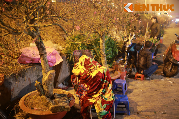 Không bán được một chậu đào thế nào suốt từ sáng, một chủ hàng quyết định kê giường, nằm ngủ ngay bên cạnh "hàng" của mình.