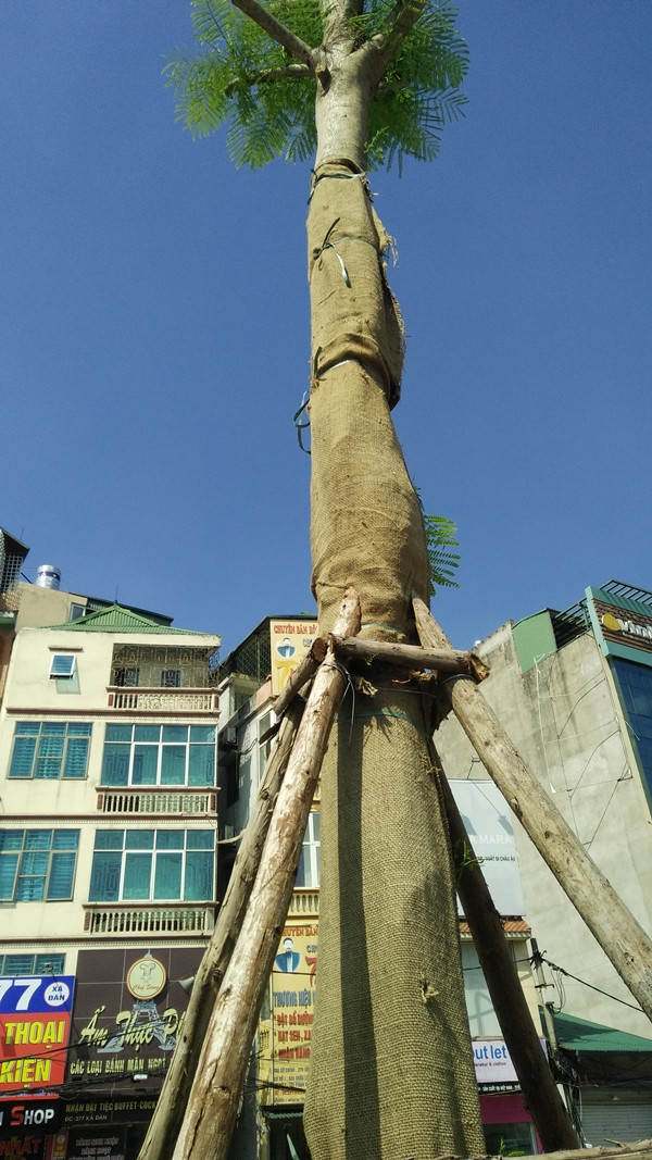 Trong khi nhiều cây phượng vỹ đã đua nhau nở hoa thì một số cây khác vẫn còn được quấn tải vải xung quanh để tránh nắng chiếu vào trực tiếp gây ảnh hưởng đến sự phát triển của phượng.