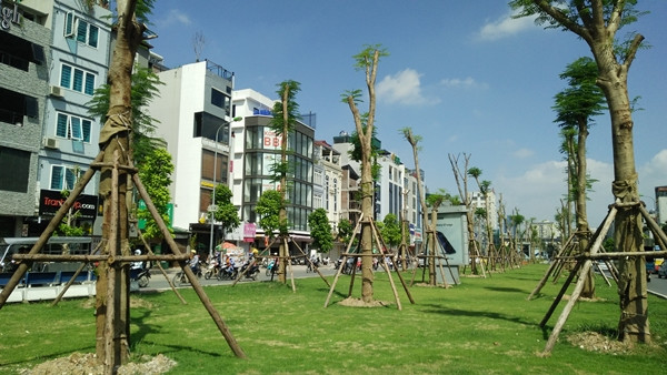 Những hàng phượng vỹ được trồng trên dải phân cách đường Ô Chợ Dừa (Hà Nội) cũng sinh trưởng tốt.