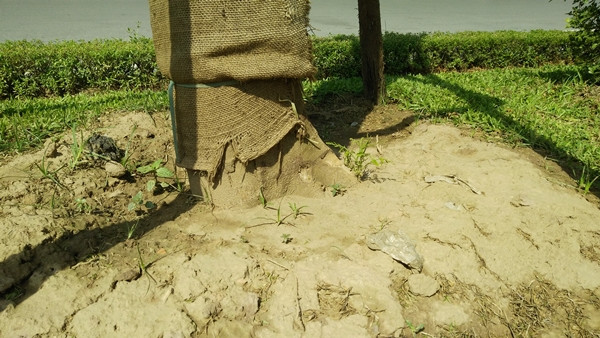 Theo quan sát của PV Kiến Thức, hầu hết các cây phượng được trồng trên con đường đắt nhất hành tinh cùng một số tuyến phố ở Hà Nội đều được chăm sóc và phát triển tốt.