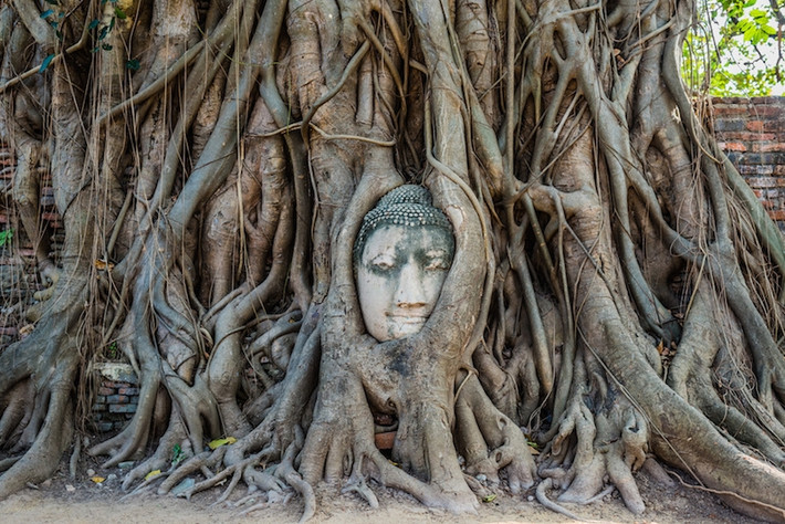 7. Tượng đầu Phật Ayutthaya: Thành phố Ayutthaya của Thái Lan lưu giữ những pho tượng Phật khác thường nhất thế giới. Trong những tàn tích còn sót lại tại đền thờ Wat Mahathat (Đền thờ Thánh tích vĩ đại), người ta phát hiện phần đầu của bức tượng Phật bằng đá sa thạch trong rễ cây leo.