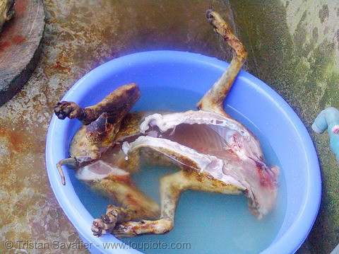 Thân chó được đưa vào chậu nước để rửa sạch.