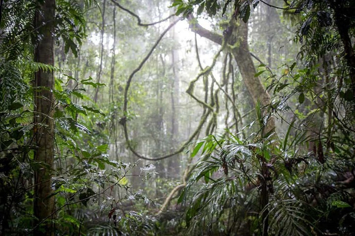 Rừng nhiệt đới Gondwana, Australia. Kỳ quan rộng lớn này nằm ở phía nam. Ngay cả những con khủng long lâu đời nhất cũng không thể xuất hiện trước khu rừng nhiệt đới này.