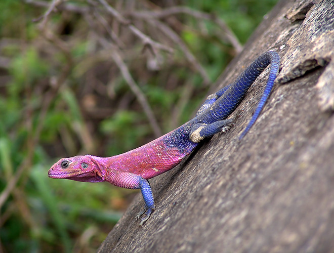 Tiếp đến là loài bò sát đầu bẹt thuộc họ Agamidae mang tên Agama Mwanzae. Con vật còn được mệnh danh là thằn lằn “Spider Man” khi sở hữu màu sắc trên da giống với nhân vật người nhện.
