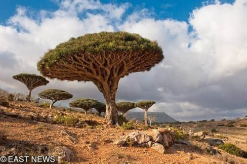 10. Đảo Socotra: Có vẻ như đảo Socotra thuộc về một hành tinh khác, một số người tin rằng hòn đảo này thực sự là vườn địa đàng. Nó đã bị cô lập trong một thời gian dài và trở thành ngôi nhà cho một số loài thực vật kỳ. Ví dụ, một cây máu rồng trông giống như một chiếc ô tự nhiên đang phát triển tốt ở đây.
