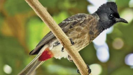 Với ông Bảo, việc chăm sóc chim để chúng hót hay, nhảy giỏi là cả một nghệ thuật. Với thú vui tao nhã, đặc trưng và sự chăm lo rất tỉ mỉ, tháng 7/2015, ông Hoài Bảo đã giành Giải khuyến khích cuộc thi "Tiếng hot chim chào mào".