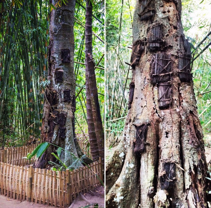 Chôn trẻ sơ sinh chết trong lỗ cây (Passiliran): Người Toraja còn có một nghĩa trang bé ở gốc cây. Đối với họ, trẻ dưới sáu tháng tuổi (và không có răng) được coi là thiêng liêng. Vì vậy, nếu các em bé Toraja chết trước sáu tháng tuổi, cha mẹ sẽ bọc bằng lá Enau và chôn xác bên trong lỗ của một cây Tarra, tượng trưng cho sự trở về bụng mẹ của em bé. Ảnh: Krisbiiantoandyha, Baltyra.