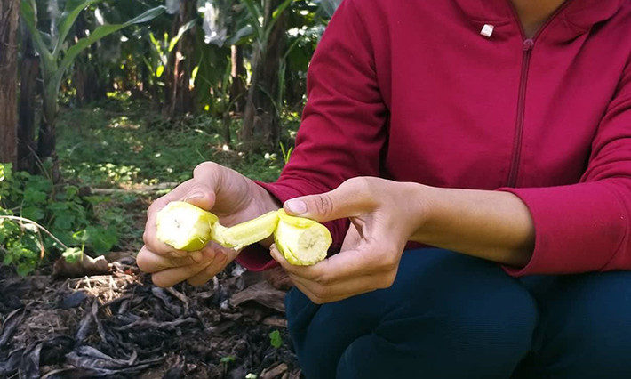 Dù chuối có màu vàng, bục vỏ nhưng phần ruột vẫn non, cứng đơ như chuối xanh bình thường nên số buồng chuối chín nghi bị kẻ xấu phun thuốc kích thích không thể ăn hoặc thu hoạch được.