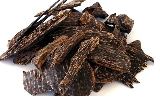 Hiện nay, trên giới có khoảng 25 loài cây dó bầu nhưng chỉ khoảng 15 loài có khả năng tạo trầm hương, trong đó, trầm hương Việt Nam được đánh giá có chất lượng tốt nhất thế giới.
