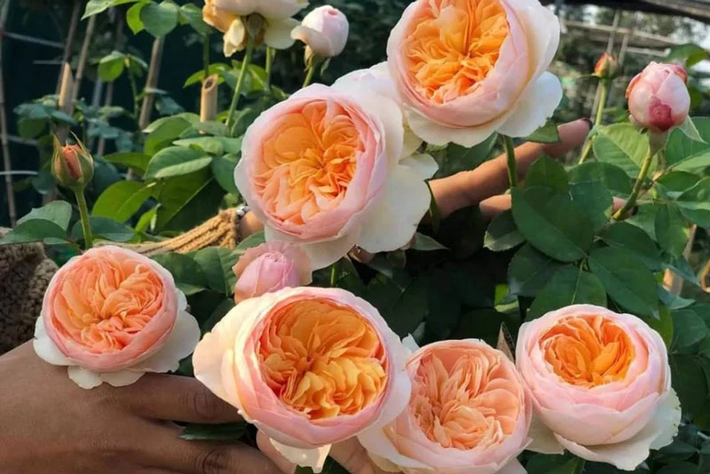 Hoa hồng Juliet: Sở hữu vẻ đẹp rực rỡ, cách xếp cánh cầu kì chuẩn tới từng centimet, kết hợp với hương thơm nhẹ dịu dễ chịu, thời điểm ra mắt vào năm 2006, những bông hoa này được bán với giá với giá 15,8 triệu USD.