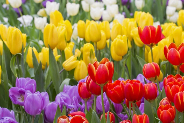 Hoa tulip thế kỷ 17: Ở thế kỷ 17, hoa tulip trở thành quốc bảo với những người yêu hoa tại Hà Lan. Đây là cực phẩm trong thời trang và là biểu tượng cho sự giàu có.
