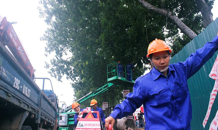 Theo Ban Quản lý Dự án đầu tư công trình giao thông Hà Nội, có 1.159 cây xanh trên đường Phạm Văn Đồng (Hà Nội) phải di dời. Những cây có thể trồng được, sẽ đưa về nút giao Tả Hồng - Võ Nguyên Giáp và nút giao quốc lộ 5 - vành đai 3. Tuy nhiên, hiện chưa có thống kê số cây phải chặt, số được chuyển sang nơi khác trồng.