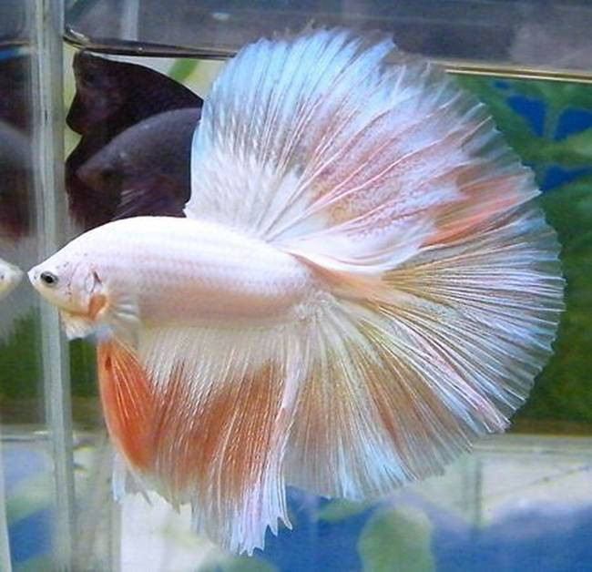 Trước đây từng có con cá betta được bán với giá 23.500 bath (~17,8 triệu đồng).