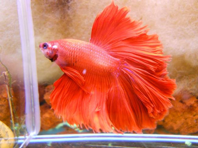 Một con cá betta trưởng thành dài khoảng hơn 5cm.