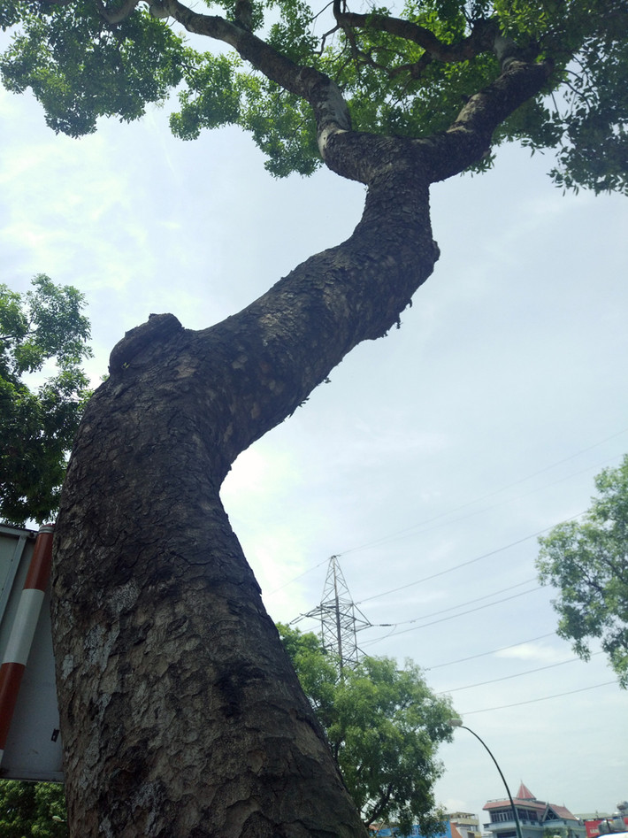 Nhiều cây xanh trên đường Phạm Văn Đồng có tuổi đời hàng chục năm, đường kính thân cây lớn từ 80-100cm nhưng sẽ được chặt hạ, di chuyển, cắt tỉa để phục vụ dự án mở rộng đường vành đai 3 Hà Nội trước ngày 30/9.