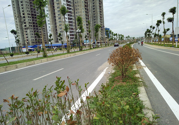 Bên cạnh đó, nhiều cây cảnh nhỏ được trồng trên con đường nghìn tỷ này cũng bị chết khô.