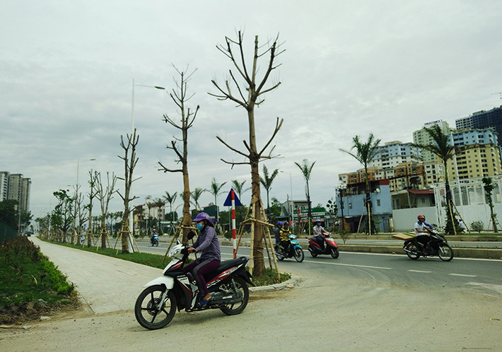 Tuy nhiên, theo ghi nhận của PV Kiến Thức, nhiều cây xanh trên con đường nghìn tỷ này có dấu hiệu bị chết khô.