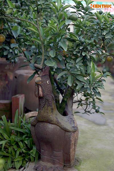 Cây quất bonsai được trồng khéo léo trong lòng một chú gà trống tạo hình.