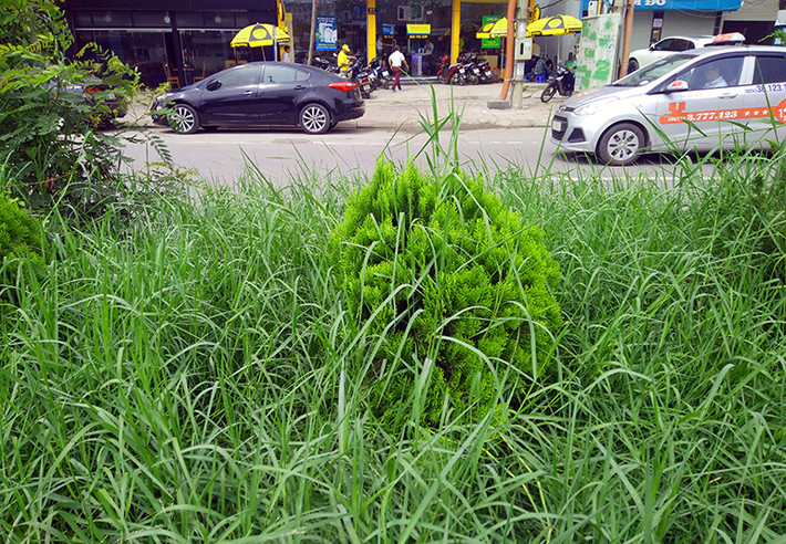Một số cây cảnh đang bị cỏ dại bao phủ.