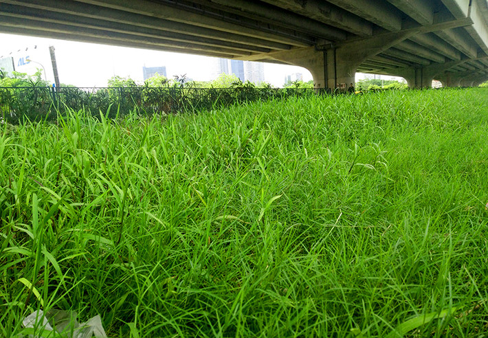 Cỏ dại mọc càng ngày càng cao trên đường Phạm Hùng.