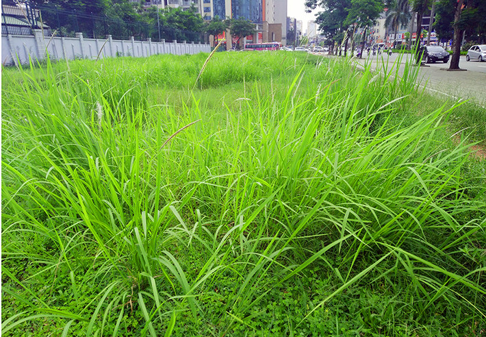 Tương tự, trên vỉa hè đường Hàm Nghi (Hà Nội), cỏ lau mọc um tùm, thậm chí đã trổ bông và không có dấu hiệu của bàn tay công nhân cắt tỉa.